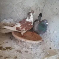 کبوتر پلاکی ونره دورگ|پرنده|فومن, |دیوار