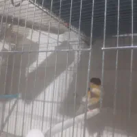 سلام .یک عدد قناری نر جوان خوی