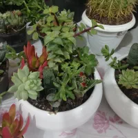 فروش گل پتوس آپارتمانی