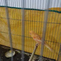 قناری|پرنده|جیرفت, |دیوار