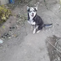 توله سگ اصیل با پتانسیل نگهبانی