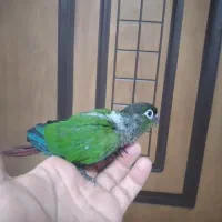 جفت طوطی کوتوله با ۵ تا جوجه|پرنده|کرمان, |دیوار