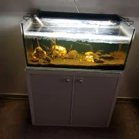 اکواریم ماهی