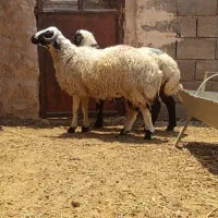 بره نر فروشی