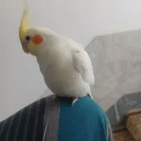 عروس دستی سخنگو