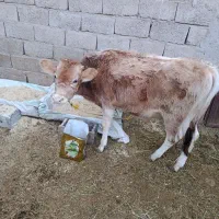 جلب امریکایی|حیوانات مزرعه|گنبکی, |دیوار