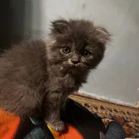 فروش گربه