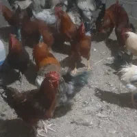 خروس محلی