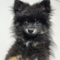 پامر اورجینال 4 ماهه