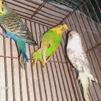 حراج مرغ عشق