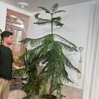 کاج مطبق|گل و گیاه طبیعی|کوهمره, |دیوار