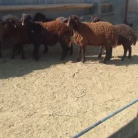 ۷راس بره ماده افشار سبک وزن ۴راس بزغاله نر