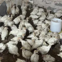 جوجه بوقلمون بیروتی سیکس یکماه وزن ۱.۵کیلو|حیوانات مزرعه|رفسنجان, |دیوار