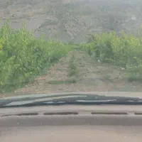 فروش دو هکتار با انگور