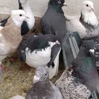 کفتر رنگی و مسافتی