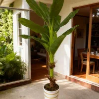 درختچه مصنوعی وارداتی