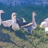 قوغاز اکراینی