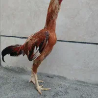 خروس لاری