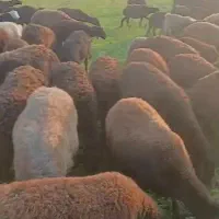 گوسفند قیزل افشار|حیوانات مزرعه|نوشین شهر, |دیوار