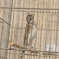 سهره قناری دهندار و سهره|پرنده|ری, شهرک نظامی|دیوار