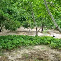 باغچه باغ در خسروشاه خسروشهر 404متر|فروش خانه و ویلا|خسروشاه, |دیوار