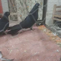 اگهی فروشی یک جفت کبوتر زینتی|پرنده|ایواوغلی, |دیوار