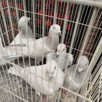 کفتر هودی پاکستانی|پرنده|مشهد, آبکوه|دیوار