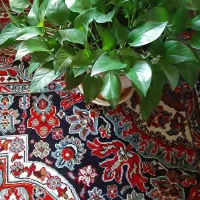 گل طبیعی
