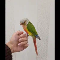 طوطی گرینچیک