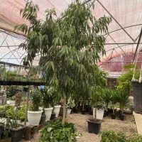 کارگر ساده برای کار در گلخانه محدوده گلشهر