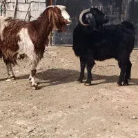 بز درشت آبستن دوقلو زا|حیوانات مزرعه|کوزران, |دیوار