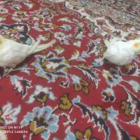 عروس هلندی لوتینو|پرنده|اهواز, شهرک رزمندگان|دیوار