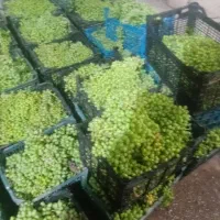 ابغوره طبیعی|خوردنی و آشامیدنی|مشهد, عبادی|دیوار