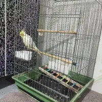 عروس هلندی|پرنده|دشتابی, |دیوار