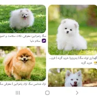 سگ پیدا شده