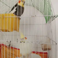 عروس هلندی خوب|پرنده|بردسکن, |دیوار