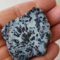 شجر سیاه و تک درخت