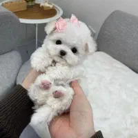 توله فنجونی