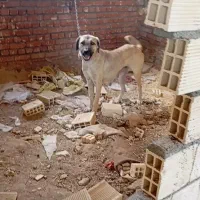 سگ ماده سرابی|سگ|دهگلان, |دیوار