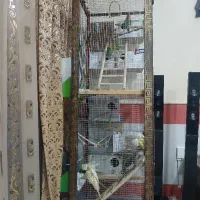 قفس با عروس هلندی وکوتوله