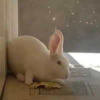 خرگوش