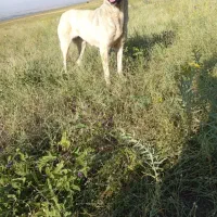 واگذاری توله سرابی|سگ|حویق, |دیوار