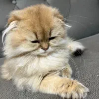 گربه اسکاتیش لانگ هیر