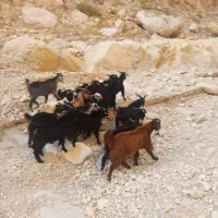 فروش کهره نر