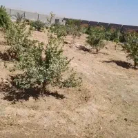 علف زنی باغ و باغچه|خدمات باغبانی و درختکاری|اندیمشک, |دیوار