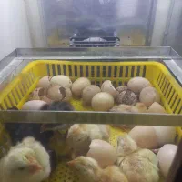 دستگاه جوجه کشی|لوازم جانبی حیوانات|تربت جام, معدآباد|دیوار