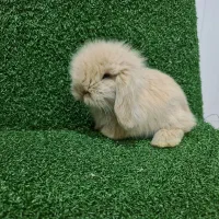 خرگوش لوپ هلندی اصیل و بازیگوش