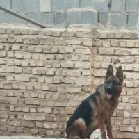 سگ ماده خونگی