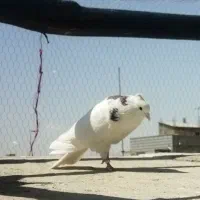 کبوتر پلاکی و پرشی|پرنده|هشتگرد, گلسار|دیوار