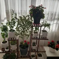 گل آپارتمانی